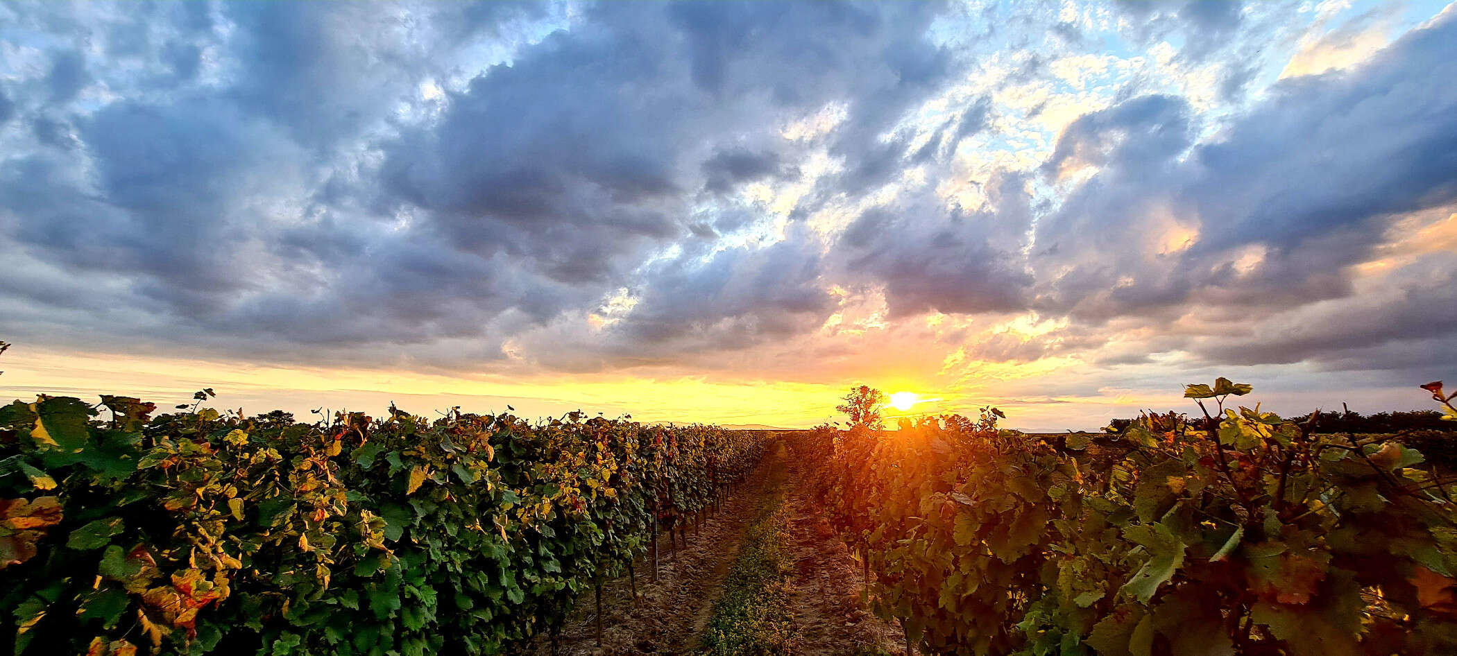 Weinbau von „Da Rebler“